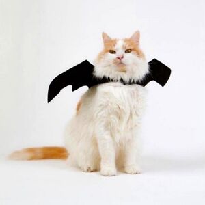 ⚡️Host Pick⚡️Cat Costume - "Bat Wings" Small Dog Costume